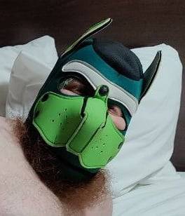 Chubbyrattus profile