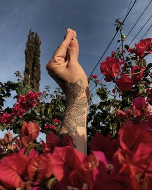 Damottafabio profile