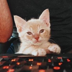 Fosterkittendad profile