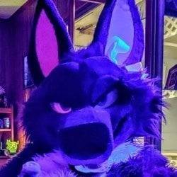 Purplehuskymurr profile