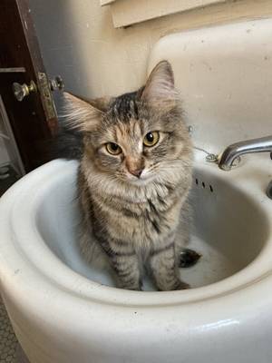 Sprinklesnighthunter profile